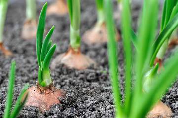 close-up of growing green onion plantation