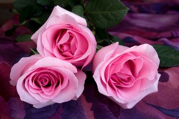 Close-up View of Beautiful Sensual Pink Roses on Colorful Textile Background