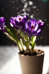 the first spring festive flowers