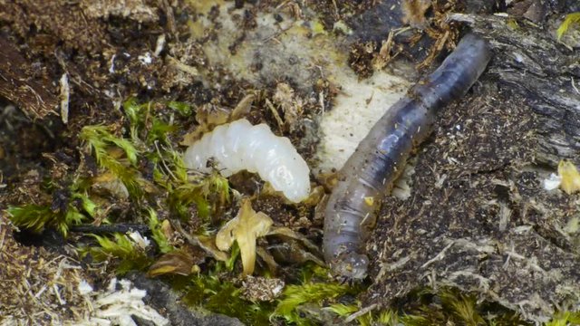 deux larves sur une &eacute;corce d'arbre mort