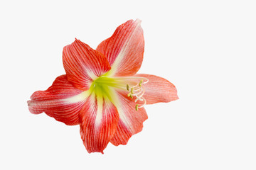 Isolated large red flower of amaryllis hippeastrum