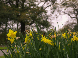 Flower from botanic garden focused with depth