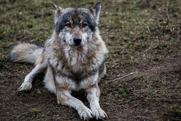 Wolf, liegend, in natürlichem Umfeld