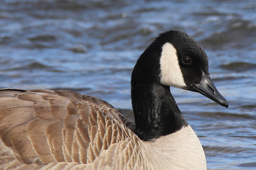 canada goose canadensis