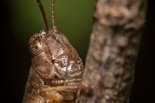 Alien looking grey grasshopper with pointy antennas