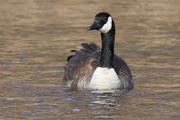 Obraz premium canada goose canadensis