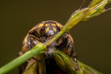 Varied carpet beetle