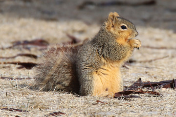 Naklejka na ściany i meble squirrel eating a nut