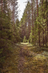 Forest road under sunset sunbeams. Lane running through the summer deciduous forest at dawn or sunrise.