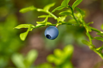 Ripe and ready wild blueberries on the bush - selective focus