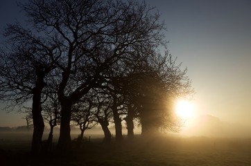 Winter sunrise, Jersey, U.K. Foggy landscape.