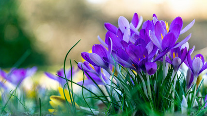 wiese mit lila krokusse im frühling im hintergrund weicher lichtspiel.