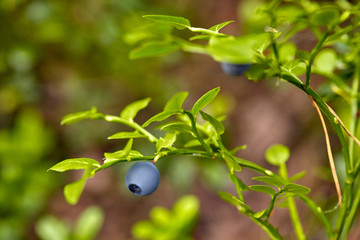 Ripe and ready wild blueberries on the bush - selective focus