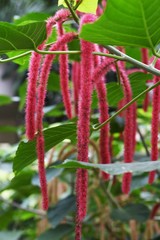Acalypha hispida (Chenille plant)