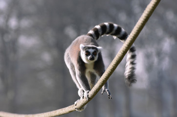 Ring Tailed Lemur Balancing as it Runs Along a Rope 