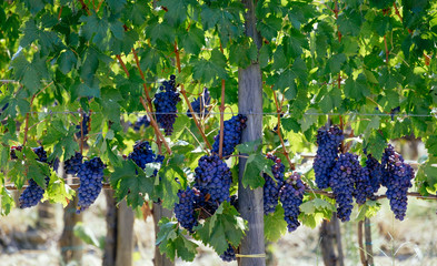 Vineyards of Italy grape and winery on a sunny day in Tuscany. Italian wine making, summer outdoor...