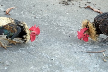 In selective focus of a gamecock between two Thai cocks on cement ground floor 