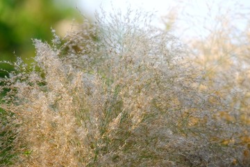 Wild grass flower blossom in a garden with green nature background and sun light 