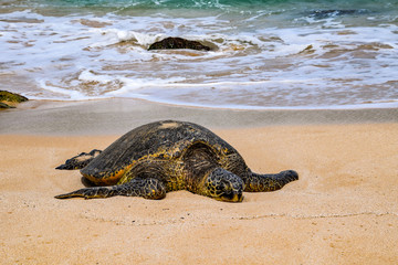 Large green sea turtle