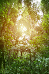 Canopy of jungle