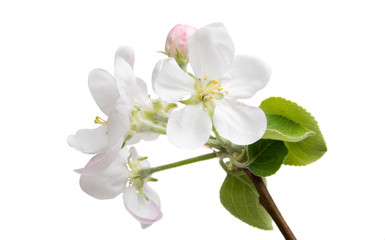 Fototapeta na wymiar apple flower isolated