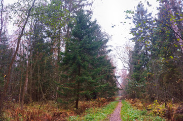 cloudy foggy forest, autumn forest