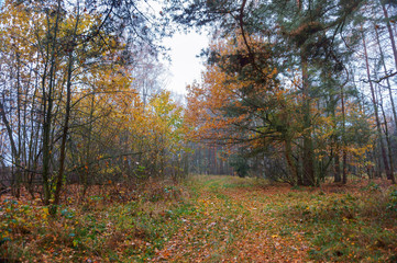 Obraz premium cloudy foggy forest, autumn forest