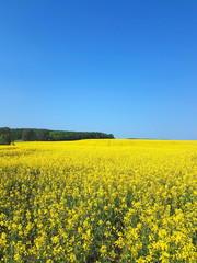 Yellow blooming oilseed rape field