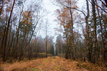 cloudy foggy forest, autumn forest