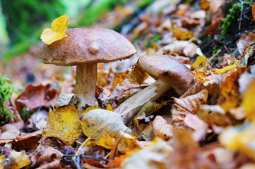 Two mushrooms in the forest grass.