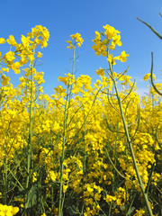 Blooming oilseed on yellow canola field