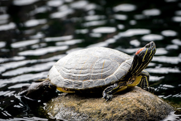 Fototapeta premium turtle on rock