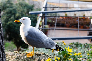 The elegance of seagulls