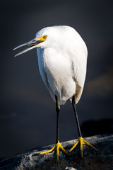great white egret