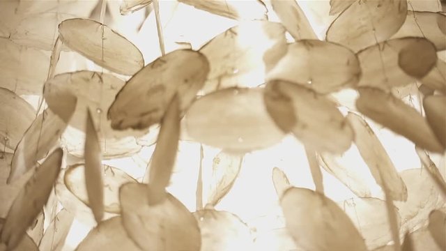 Natural pearl shell candelabras blown by the wind. Concept of tranquility. Video background  