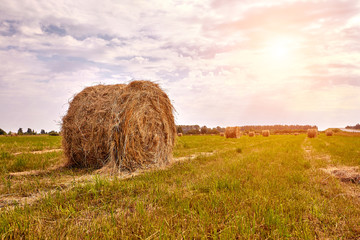 Haystack harvest agriculture field landscape. Agriculture field haystack view. Sun flare