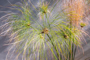 Long Grass