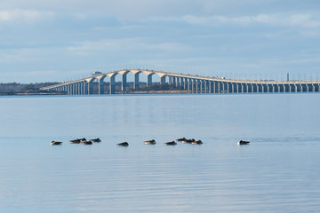 Fototapeta na wymiar Resting Canadian Geese in the Baltic Sea