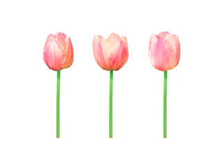 Three pink tulips isolated on white background. Tulip flowers, macro. National Flower of The Netherlands and Turkey