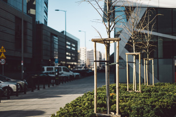 Newly planted tree at roadside at autumn, with three stakes to support it, modern office-building at background