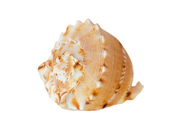 Beautiful seashell single isolated on white background