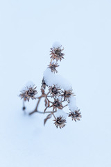 Wilted Aster Remnants - Beauty of Age