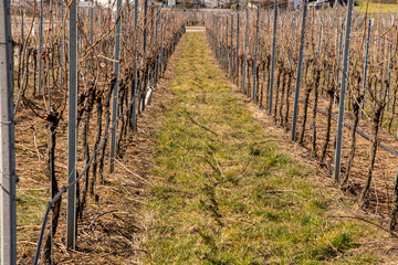 Vineyards which received their first pruning in spring