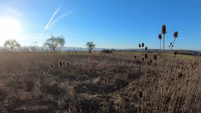 Wilde Karde (Dipsacus fullonum), Bl&uuml;tenstand, Gang mit Handkamera, 