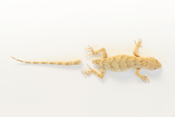 Lizard on white background. Beige lizard without tail. The reaction of self-defense of the animal....