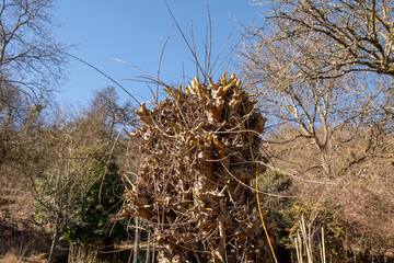 pruning of willows in spring