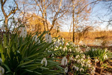 Snowdrops in spring - the first heralds of spring