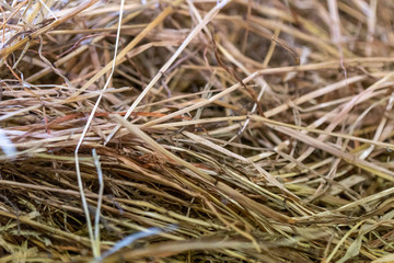 Close up of hay