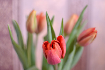 colorful tulip flowers background