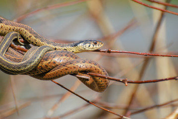 Two snakes coiled around each other on tree branches next to pond. 